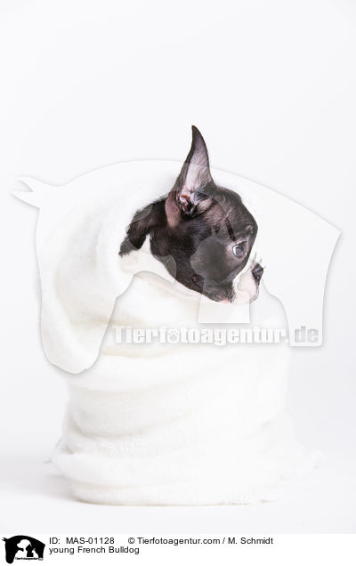 junge Franzsische Bulldogge / young French Bulldog / MAS-01128