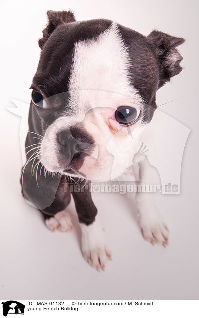 junge Franzsische Bulldogge / young French Bulldog / MAS-01132