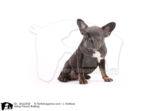 sitzende Franzsische Bulldogge / sitting French Bulldog / JH-22538