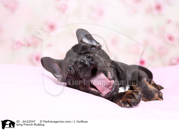 liegende Franzsische Bulldogge / lying French Bulldog / JH-22547