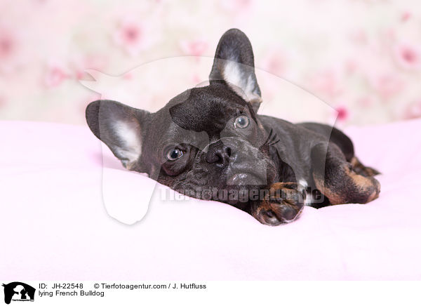 liegende Franzsische Bulldogge / lying French Bulldog / JH-22548