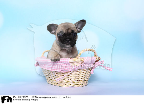 Franzsische Bulldogge Welpe / French Bulldog Puppy / JH-22553