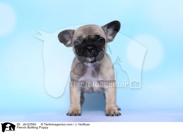 Franzsische Bulldogge Welpe / French Bulldog Puppy / JH-22560