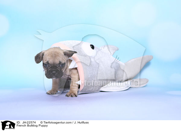 Franzsische Bulldogge Welpe / French Bulldog Puppy / JH-22574