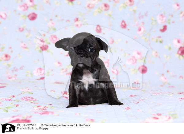 Franzsische Bulldogge Welpe / French Bulldog Puppy / JH-22588