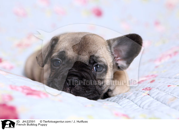 Franzsische Bulldogge Welpe / French Bulldog Puppy / JH-22591