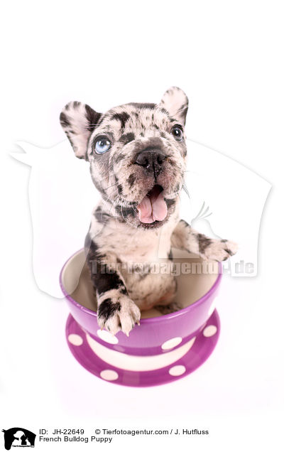 Franzsische Bulldogge Welpe / French Bulldog Puppy / JH-22649