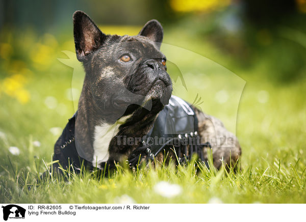 liegende Franzsische Bulldogge / lying French Bulldog / RR-82605