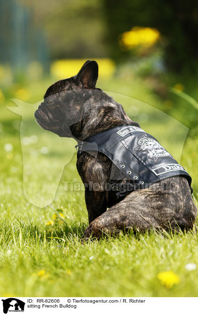 sitzende Franzsische Bulldogge / sitting French Bulldog / RR-82606