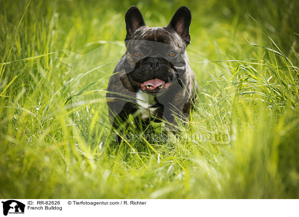 Franzsische Bulldogge / French Bulldog / RR-82626