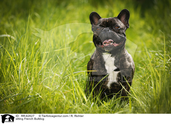 sitzende Franzsische Bulldogge / sitting French Bulldog / RR-82627