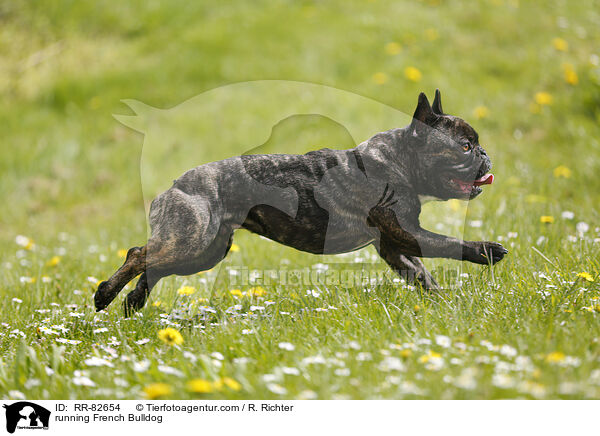 rennende Franzsische Bulldogge / running French Bulldog / RR-82654