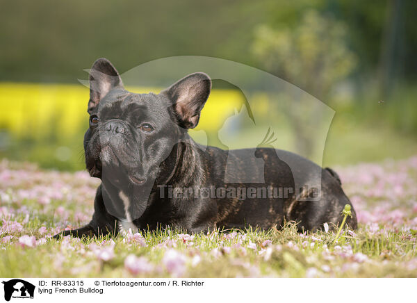 liegende Franzsische Bulldogge / lying French Bulldog / RR-83315