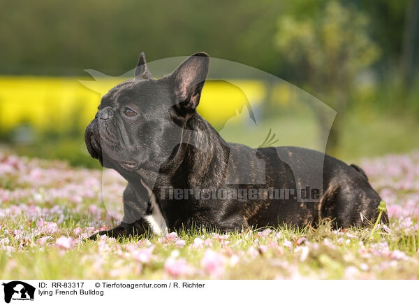 liegende Franzsische Bulldogge / lying French Bulldog / RR-83317