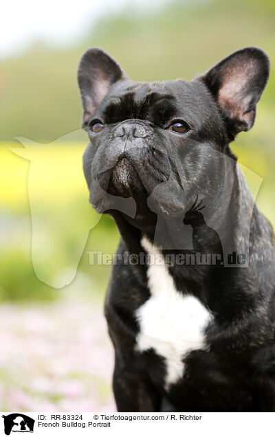 Franzsische Bulldogge Portrait / French Bulldog Portrait / RR-83324