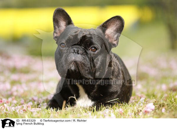 liegende Franzsische Bulldogge / lying French Bulldog / RR-83329