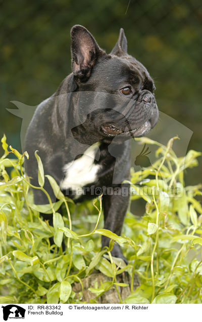 Franzsische Bulldogge / French Bulldog / RR-83342