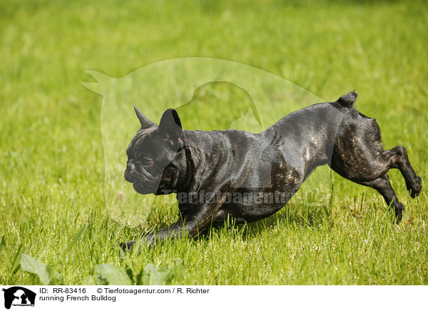 rennende Franzsische Bulldogge / running French Bulldog / RR-83416