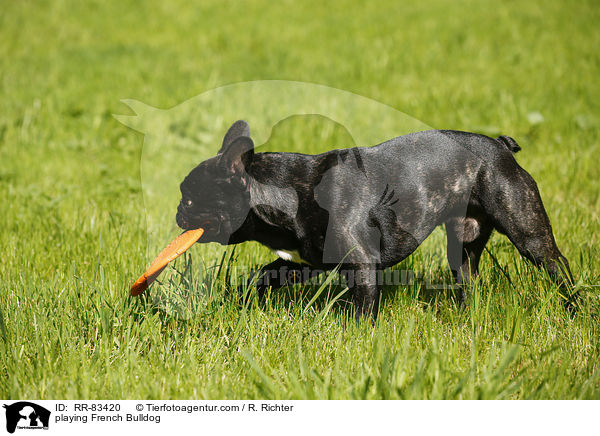 spielende Franzsische Bulldogge / playing French Bulldog / RR-83420