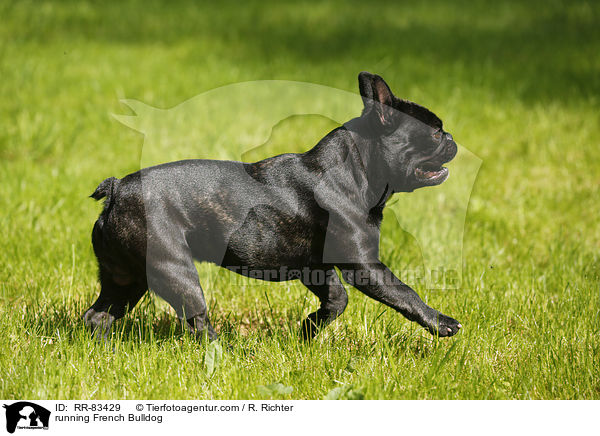 rennende Franzsische Bulldogge / running French Bulldog / RR-83429