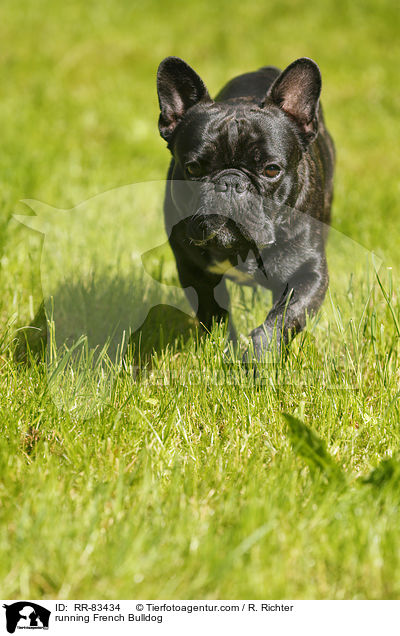 rennende Franzsische Bulldogge / running French Bulldog / RR-83434