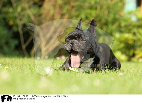 liegende Franzsische Bulldogge / lying French Bulldog / KL-16868