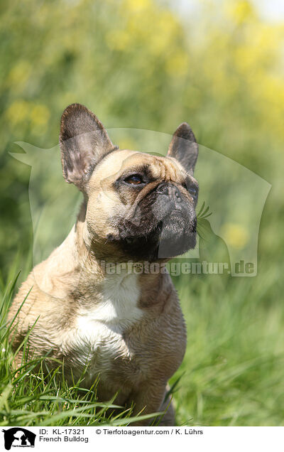 Franzsische Bulldogge / French Bulldog / KL-17321