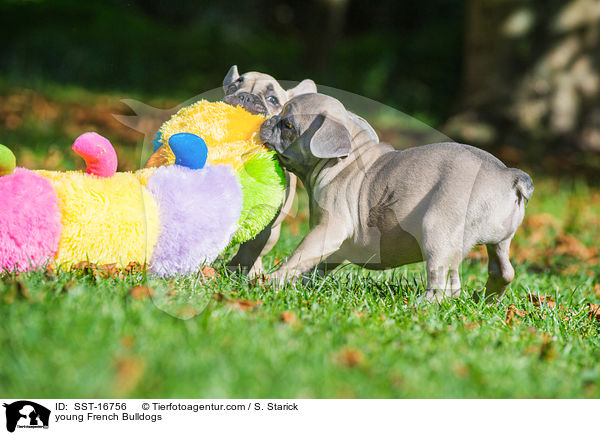 junge Franzsische Bulldoggen / young French Bulldogs / SST-16756