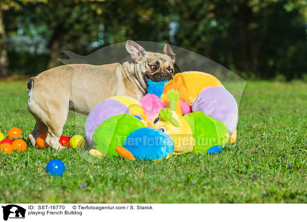 spielende Franzsische Bulldogge / playing French Bulldog / SST-16770