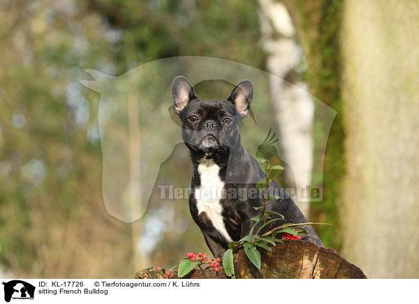 sitzende Franzsische Bulldogge / sitting French Bulldog / KL-17726