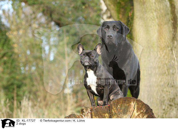 2 Hunde / 2 dogs / KL-17727