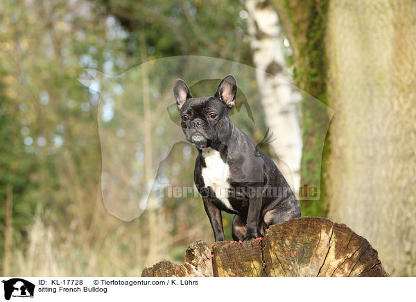 sitzende Franzsische Bulldogge / sitting French Bulldog / KL-17728