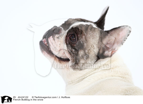 Franzsische Bulldogge im Schnee / French Bulldog in the snow / JH-24122