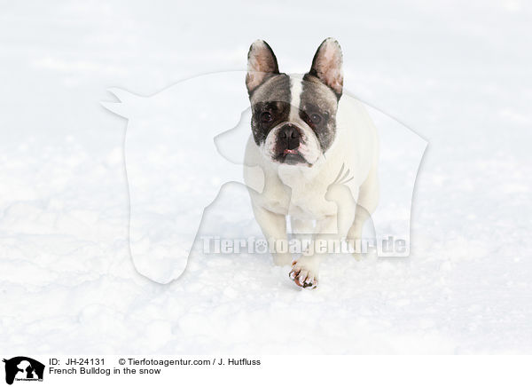 Franzsische Bulldogge im Schnee / French Bulldog in the snow / JH-24131