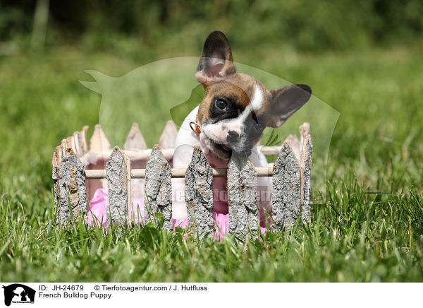 Franzsische Bulldogge Welpe / French Bulldog Puppy / JH-24679