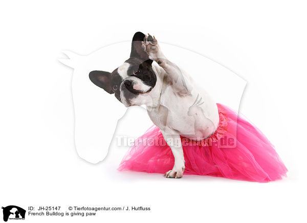 Franzsische Bulldogge gibt Pftchen / French Bulldog is giving paw / JH-25147