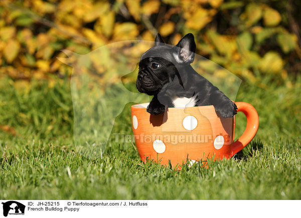 Franzsische Bulldogge Welpe / French Bulldog Puppy / JH-25215