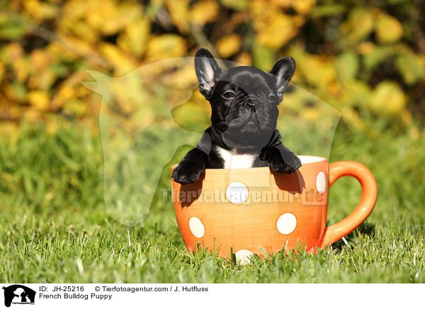 Franzsische Bulldogge Welpe / French Bulldog Puppy / JH-25216