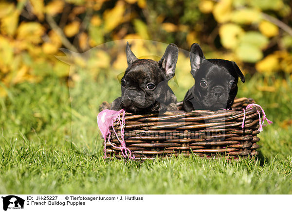 2 Franzsische Bulldogge Welpen / 2 French Bulldog Puppies / JH-25227