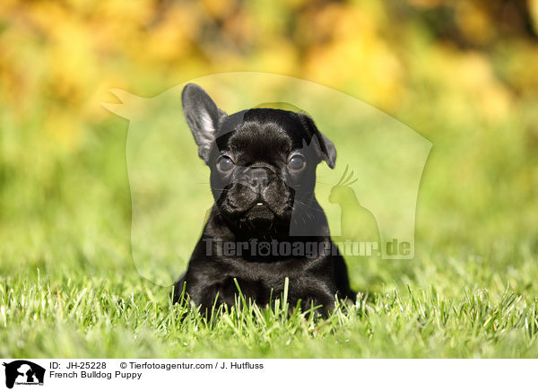 Franzsische Bulldogge Welpe / French Bulldog Puppy / JH-25228