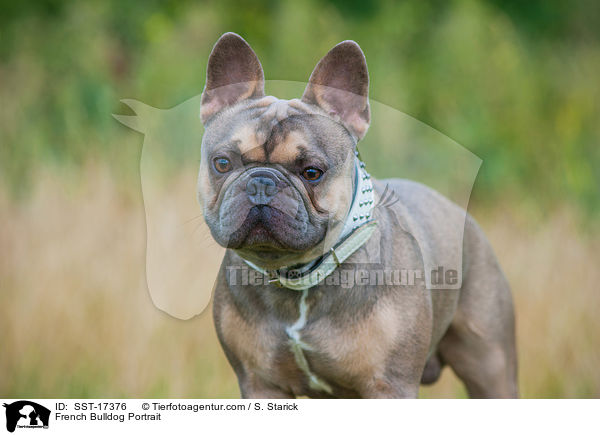 Franzsische Bulldogge Portrait / French Bulldog Portrait / SST-17376