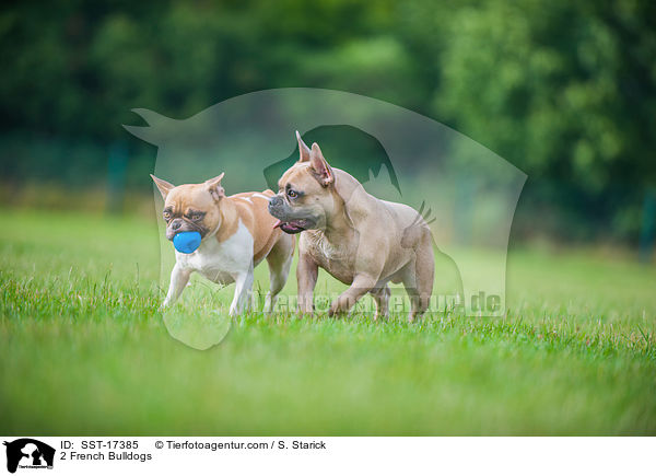 2 Franzsische Bulldoggen / 2 French Bulldogs / SST-17385