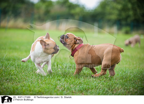 2 Franzsische Bulldoggen / 2 French Bulldogs / SST-17389