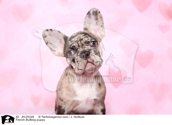 Franzsische Bulldogge Welpe im Studio / French Bulldog puppy / JH-25326