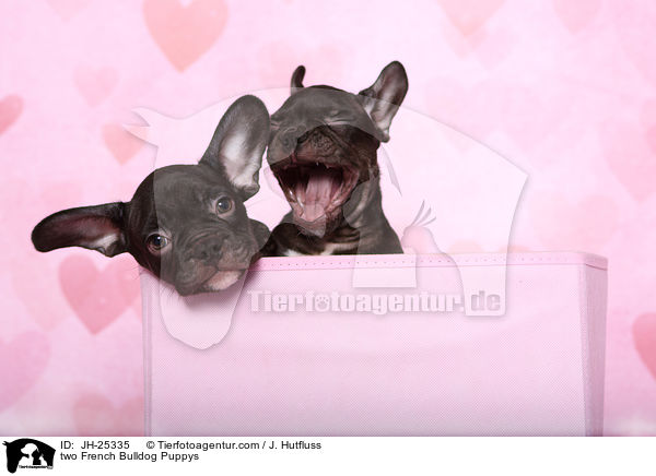 zwei Franzsische Bulldogge Welpen / two French Bulldog Puppys / JH-25335