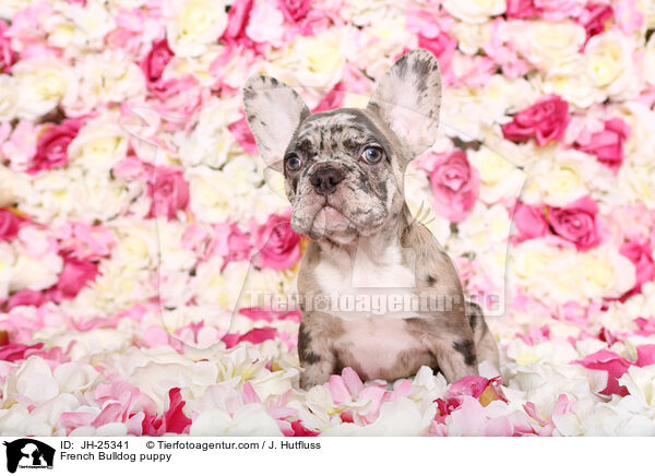 Franzsische Bulldogge Welpe im Studio / French Bulldog puppy / JH-25341