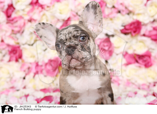 Franzsische Bulldogge Welpe im Studio / French Bulldog puppy / JH-25343