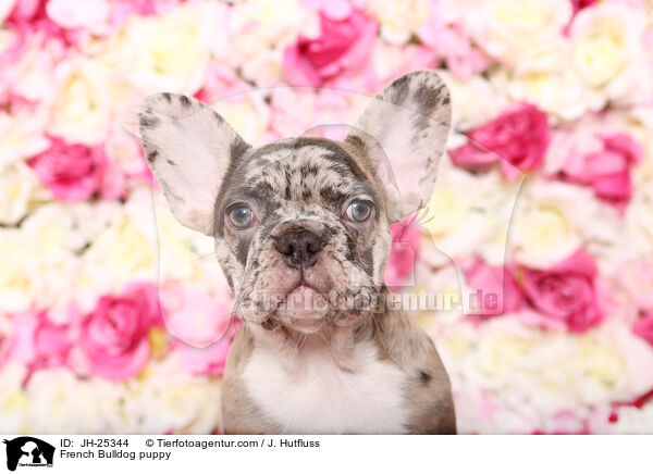 Franzsische Bulldogge Welpe im Studio / French Bulldog puppy / JH-25344