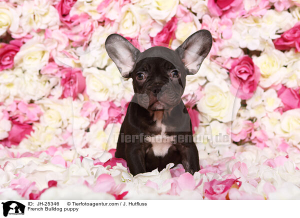 Franzsische Bulldogge Welpe im Studio / French Bulldog puppy / JH-25346