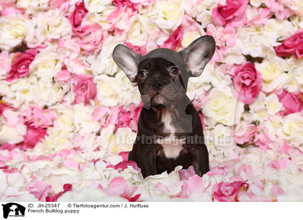 Franzsische Bulldogge Welpe im Studio / French Bulldog puppy / JH-25347